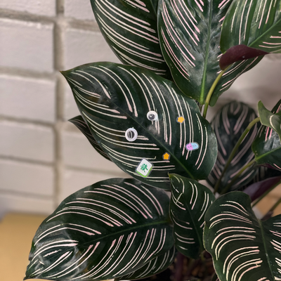 House plant with googly eyes with