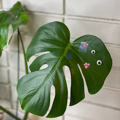 House plant with googly eyes with "Don't forget UR A Star" sticker sheet stickers affixed to it