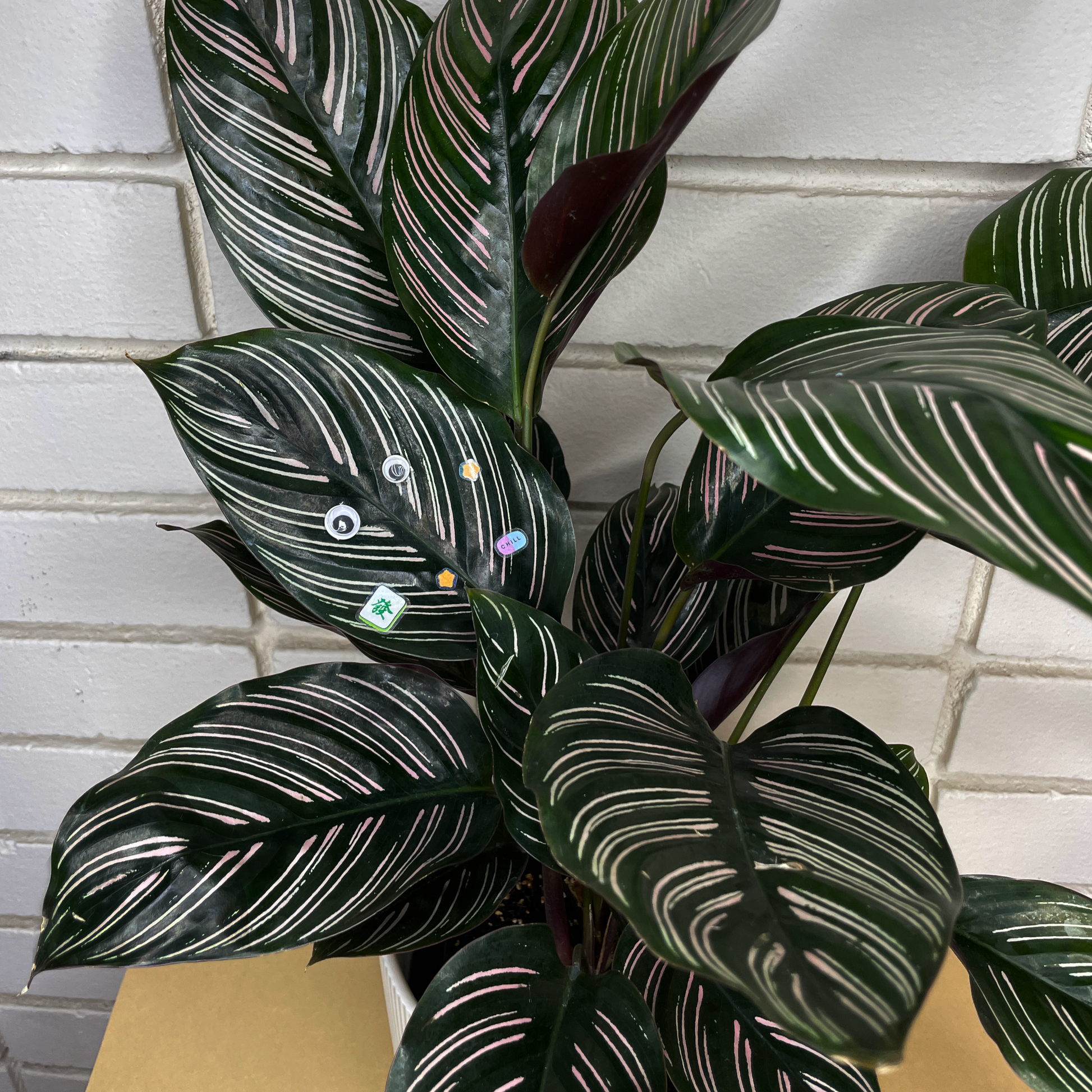 House plant with googly eyes with "a peek inside my neruospicy brain" sticker sheet stickers affixed to it