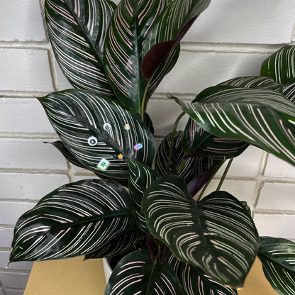 House plant with googly eyes with "a peek inside my neruospicy brain" sticker sheet stickers affixed to it