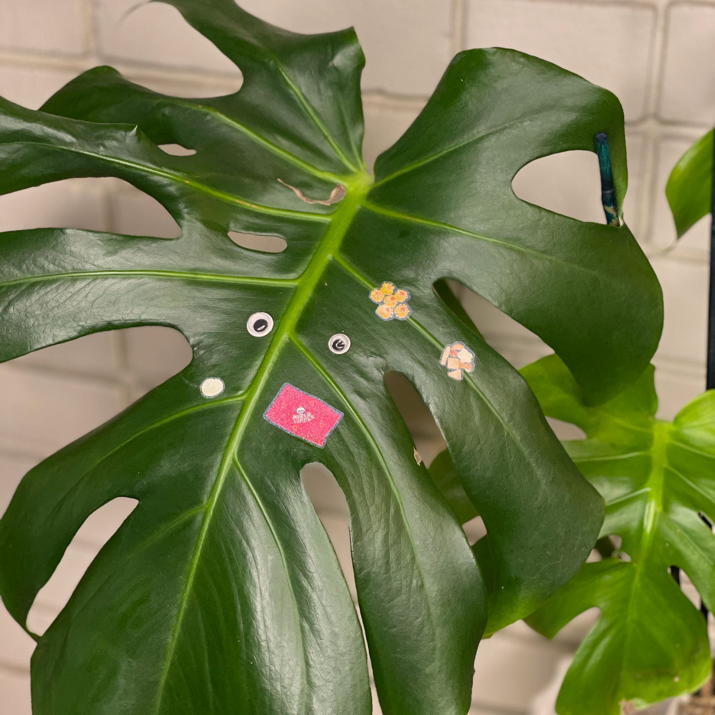 House plant with googly eyes with "always a yes to snacks" sticker sheet stickers affixed to it